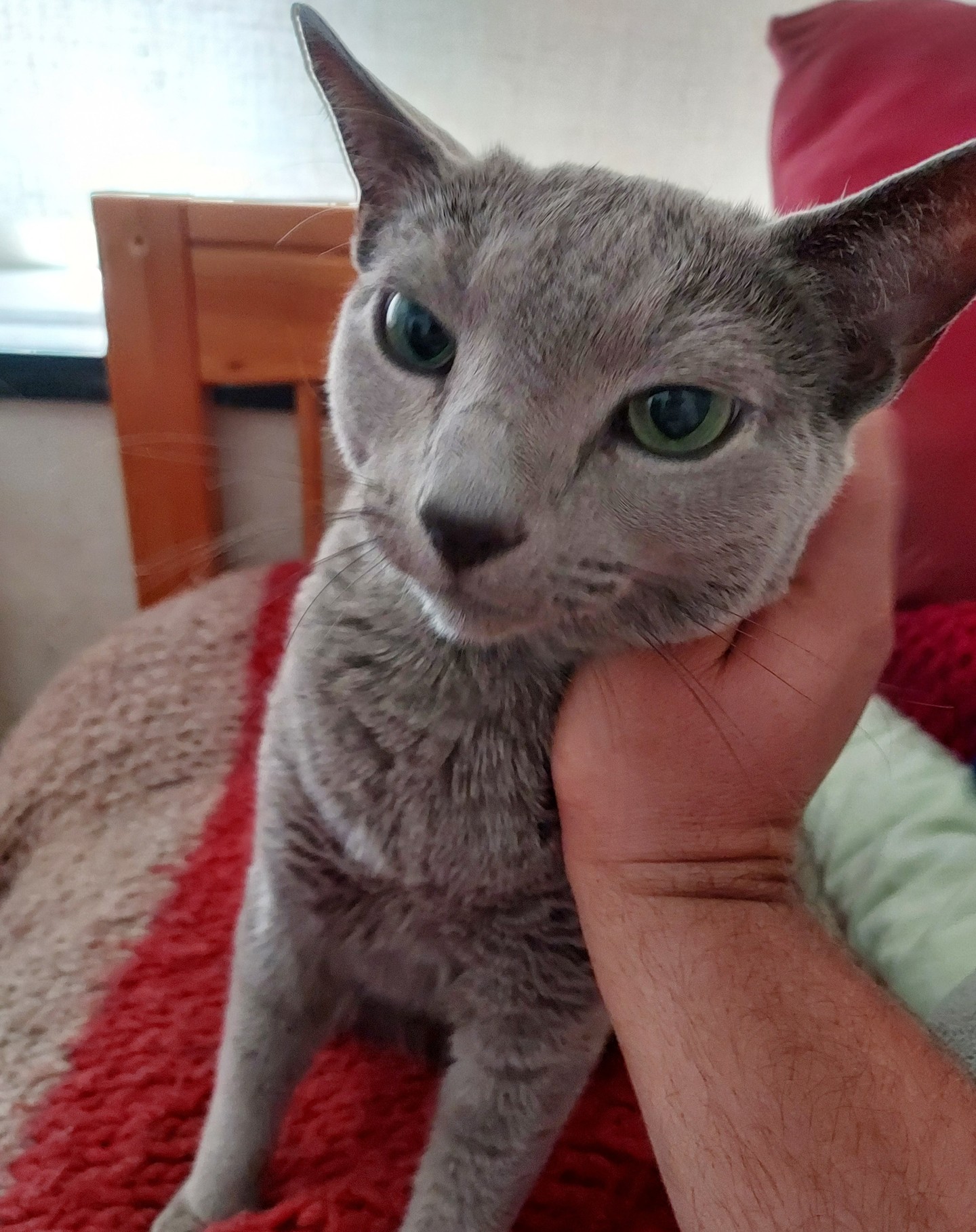Russian Blue kitten receiving a gentle chin scratch