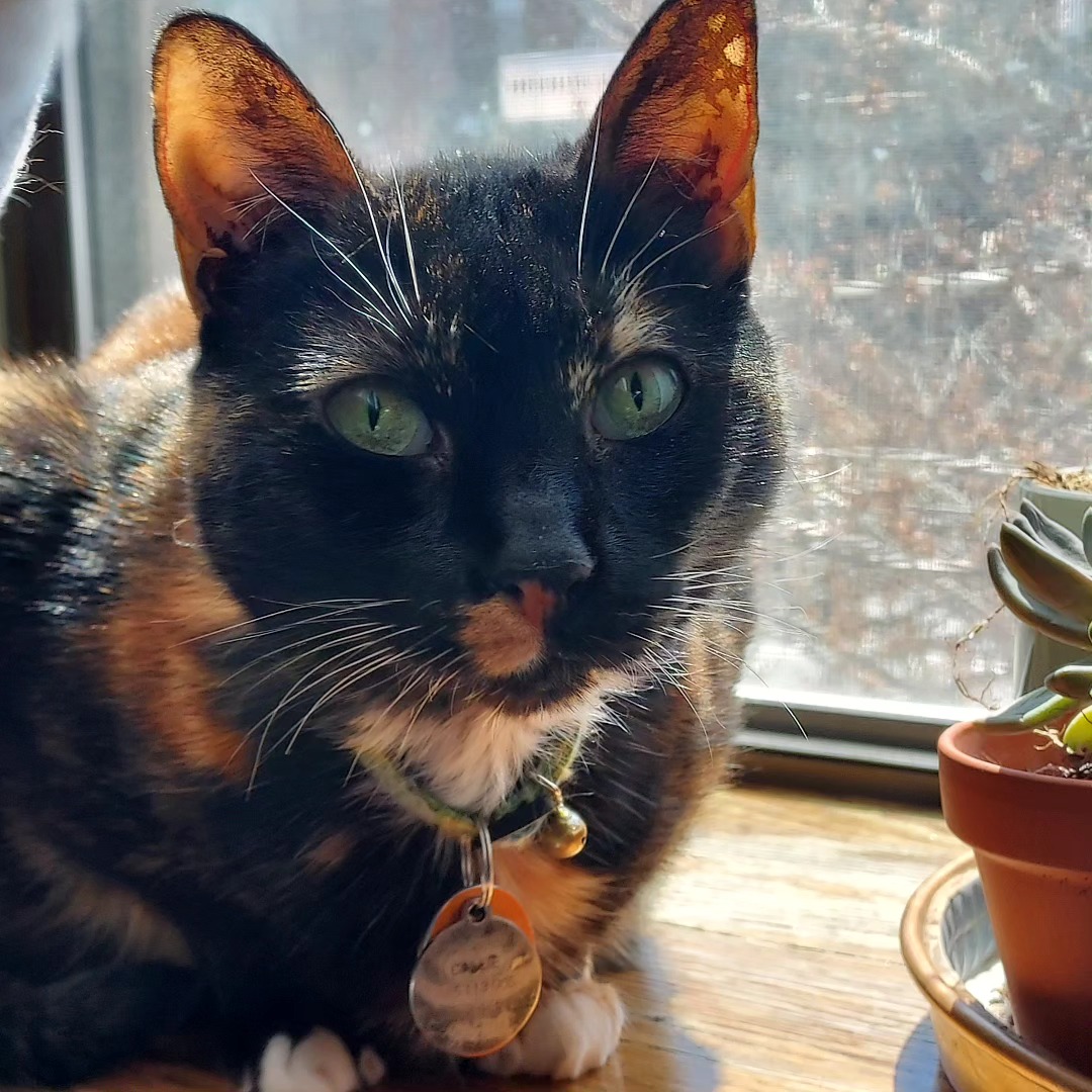 Tortoiseshell cat basking in sunlight by a window