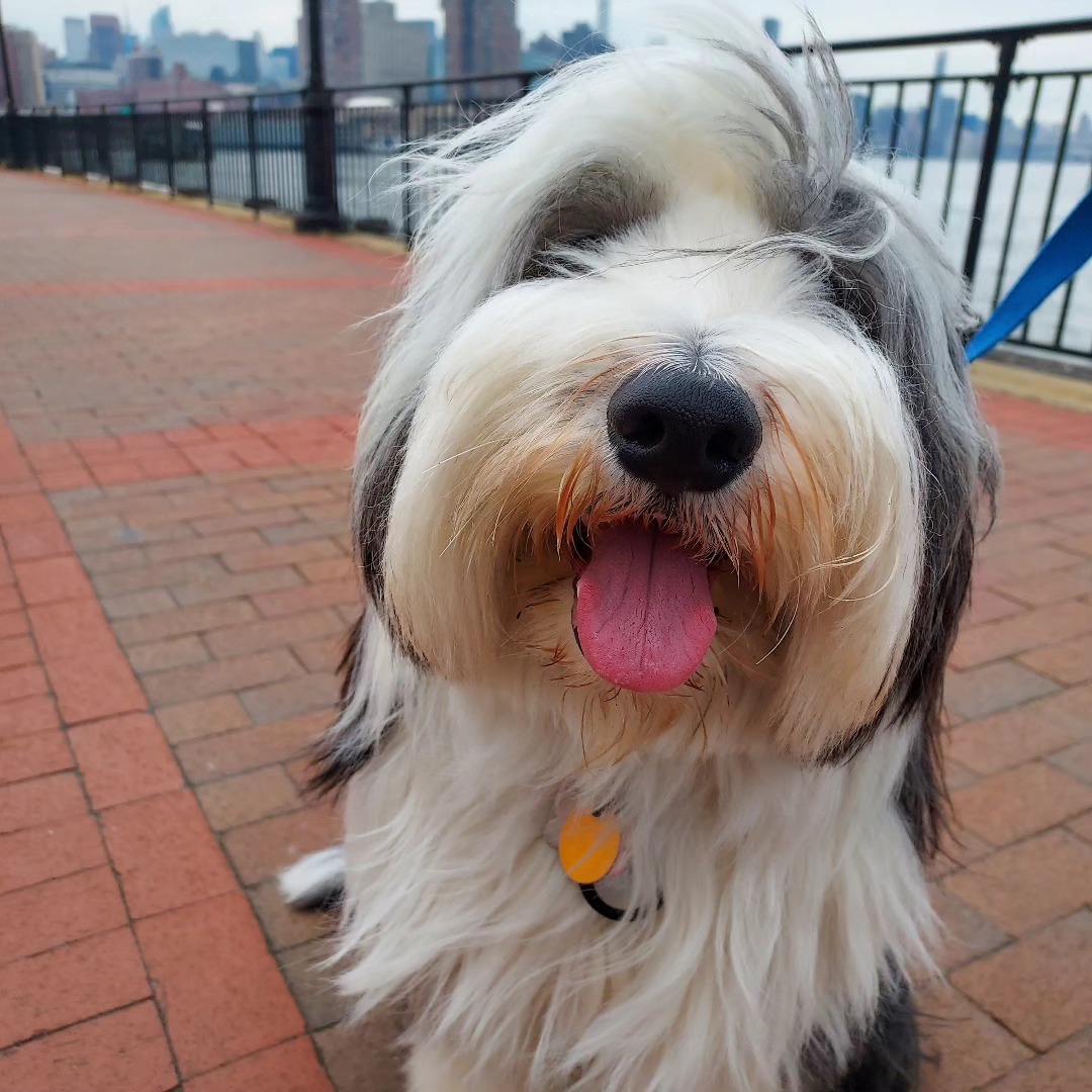 Bearded collie with NYC skyline at the waterfront