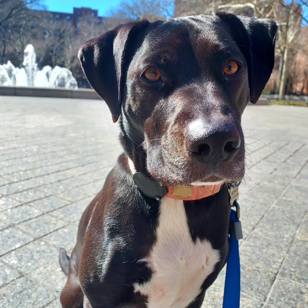 Happy dog in Stuyvesant Town square