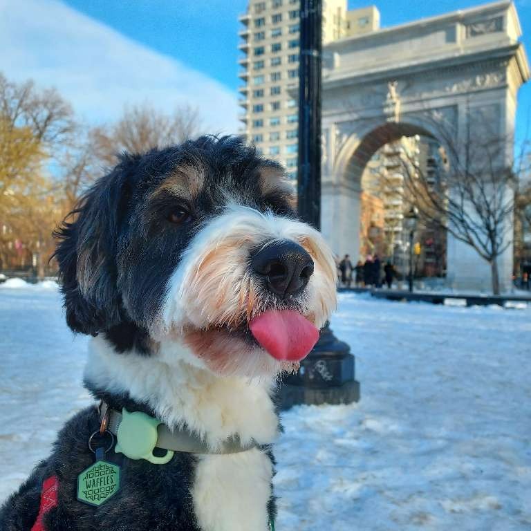 Bernedoodle at Washington Square Park in the snow
