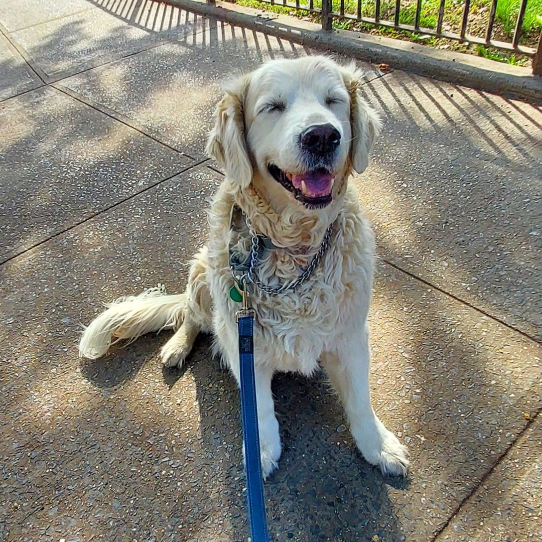 Golden retriever relaxing in a sunny park